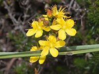 Schönes Johanniskraut